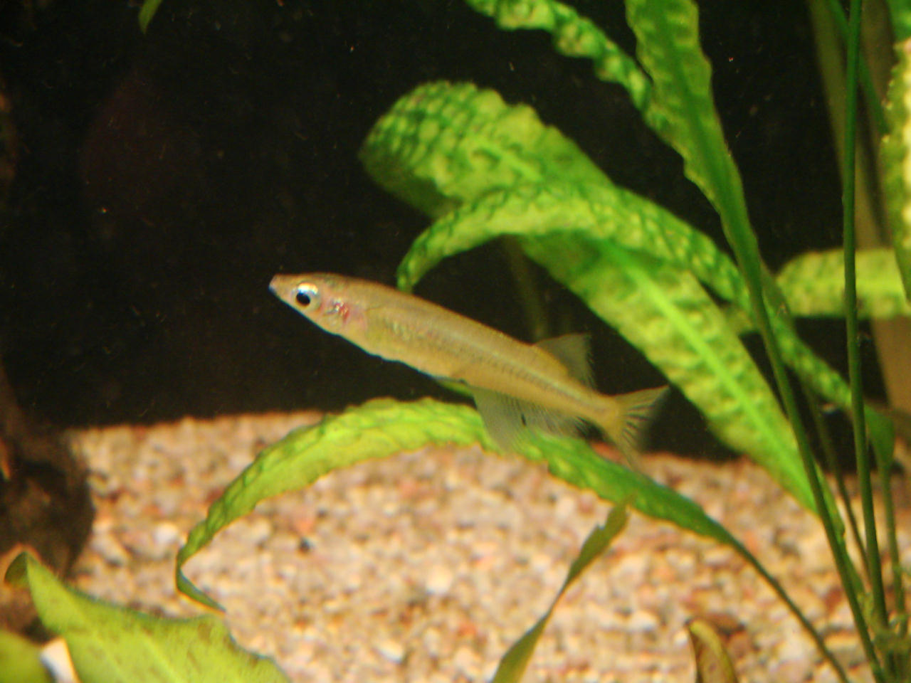 Xenopoecilus sarasinorum